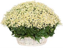 Цветочная композиция из Ромашки в корзине #REPLACE_PRED# Полянском